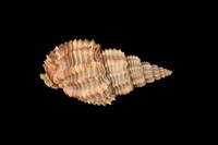 藏品(木賊峨螺)的圖片